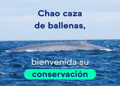 Chao caza de ballenas, bienvenida su conservación