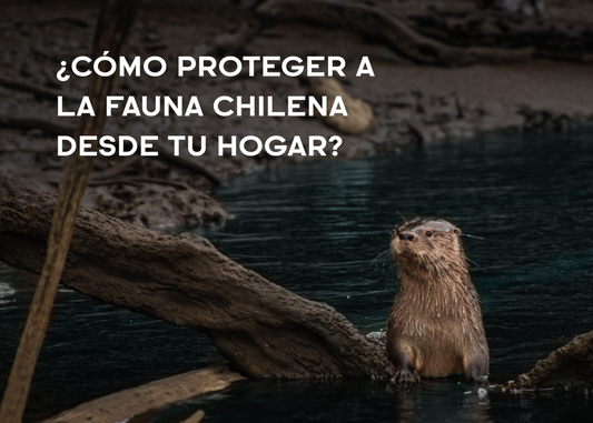 ¿Cómo proteger la Fauna Chilena desde tu hogar?