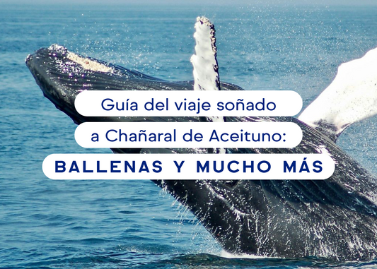 Guía del viaje soñado a Chañaral de Aceituno: Ballenas y mucho más