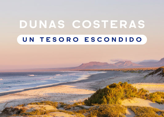 Dunas Costeras: Un Tesoro Escondido