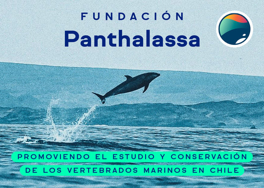 Fundación Panthalassa, Promoviendo el estudio y conservación de los vertebrados marinos en Chile